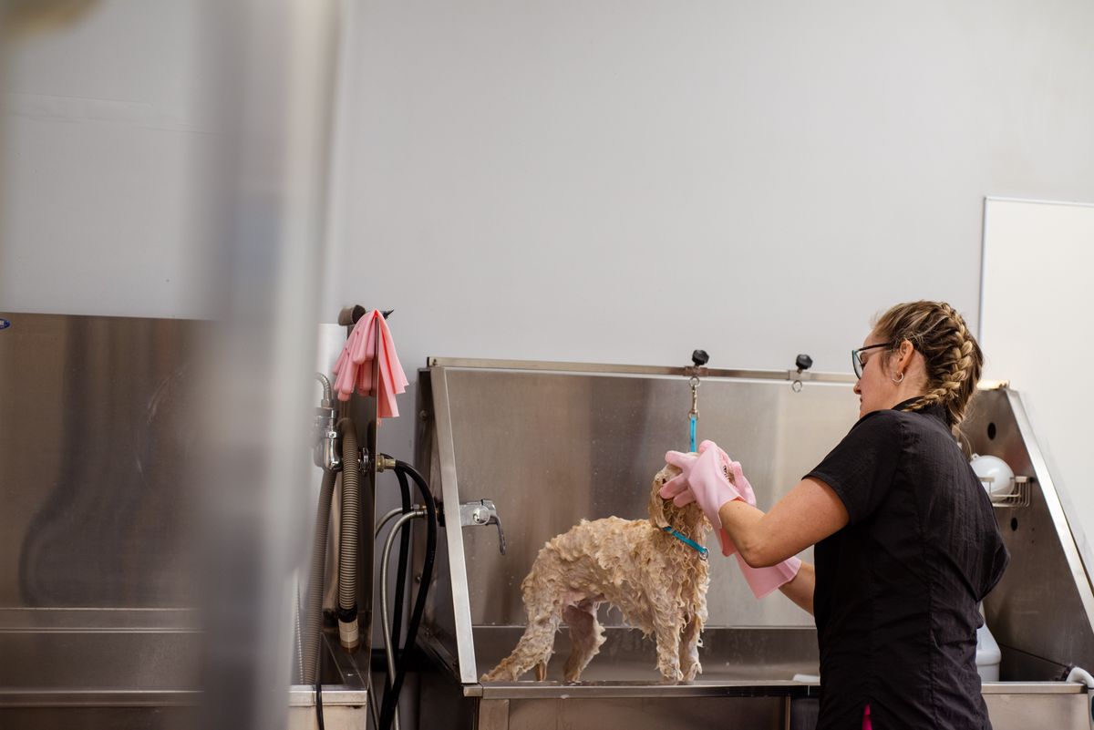 A small dog being bathed by a focused groomer in the salon sink.