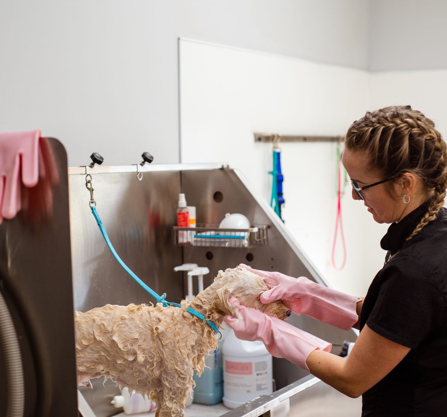 Professional groomer washing a curly-haired dog at a grooming salon with care.