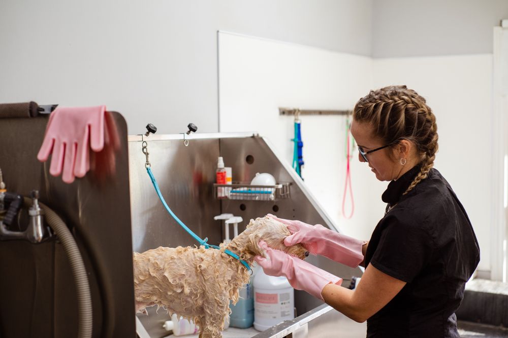 Groomer gently washing a curly-coated dog
