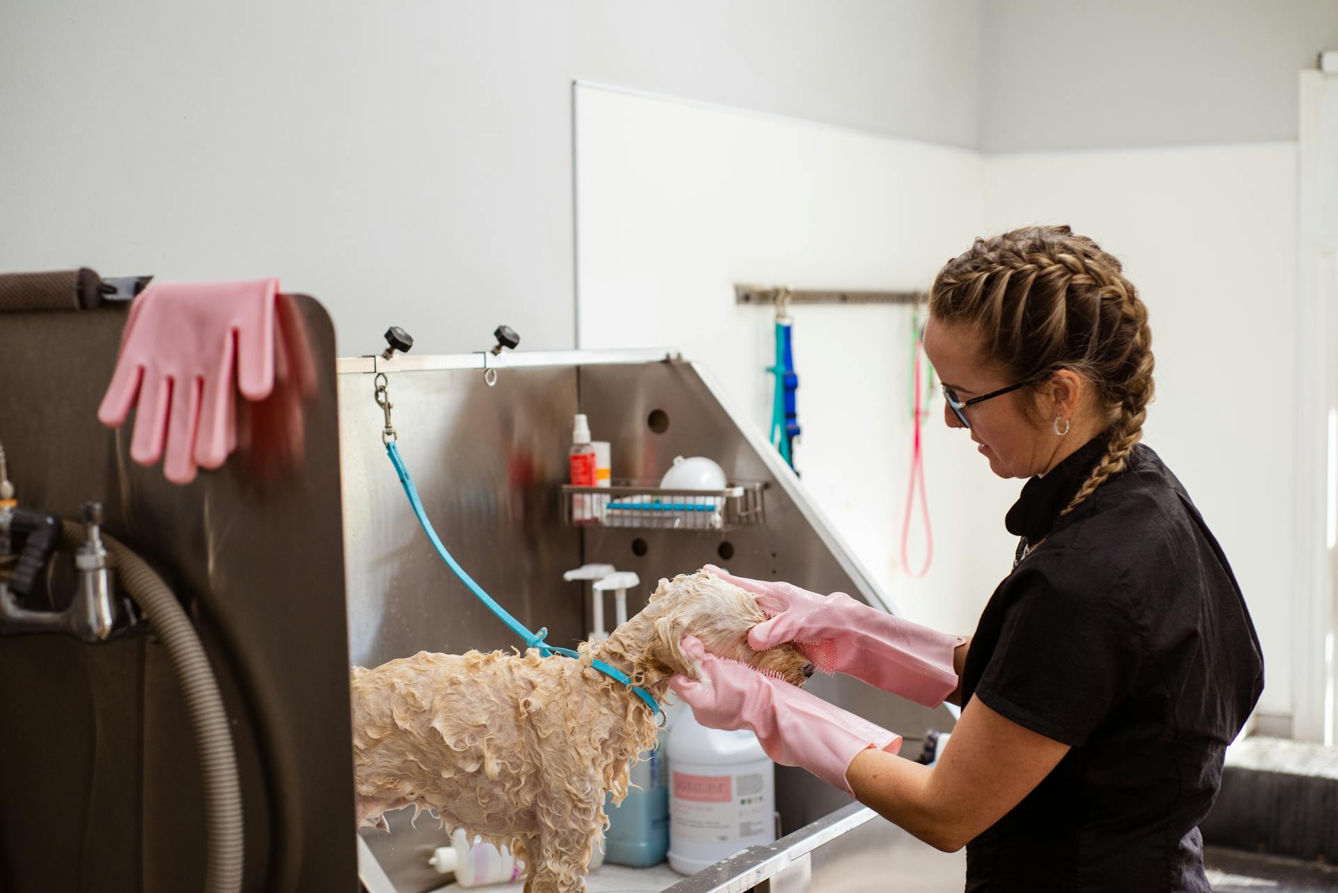 Le chien de toilette et de lavage