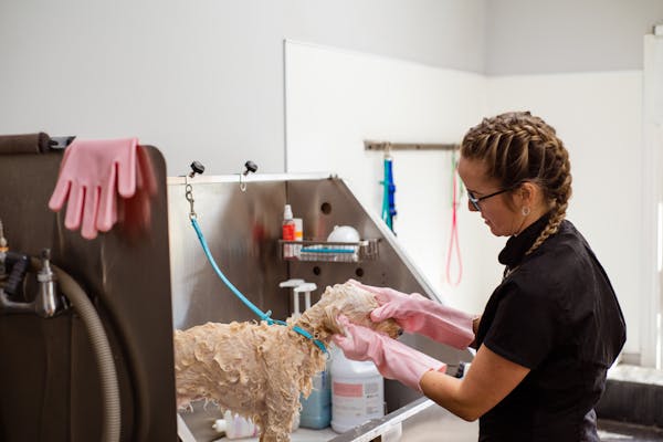 Professional groomer washing a dog