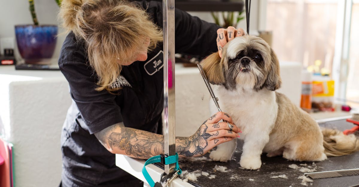 Groomer Cutting Dogs Hair