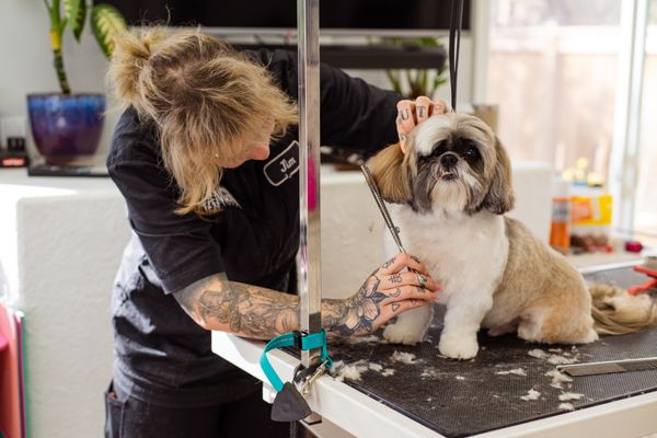 Groomer trimming a dog's coat