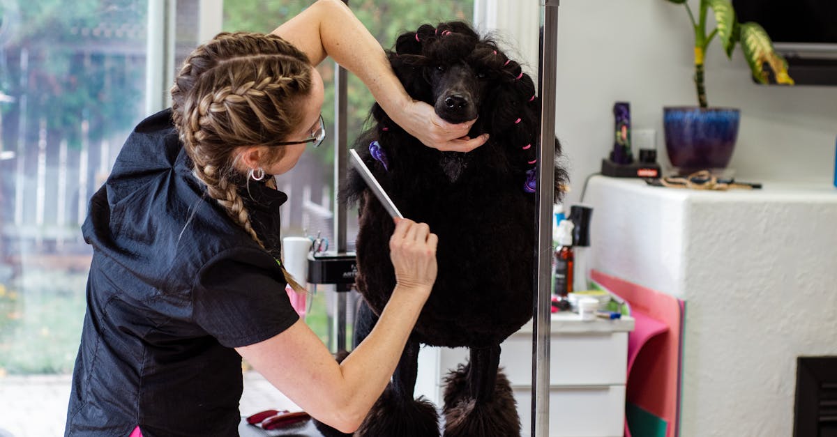 A Groomer Brushing a Dog