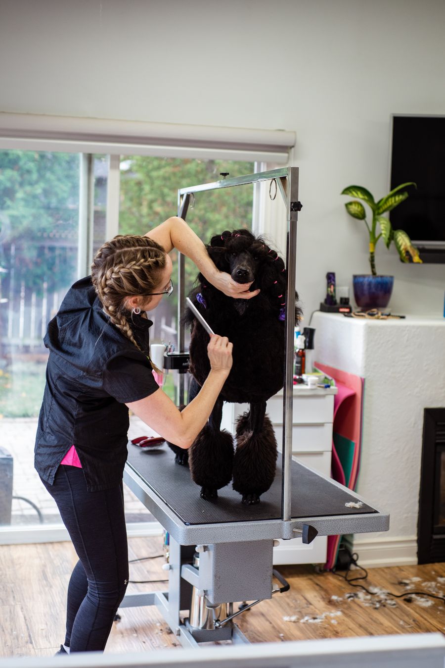 Freshly groomed white dog in a calm professional grooming salon