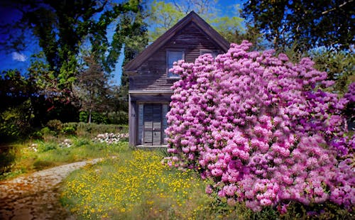 Kostenloses Stock Foto zu cape cod, haus, hortensie