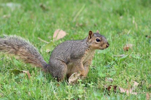 Close up of Squirrel