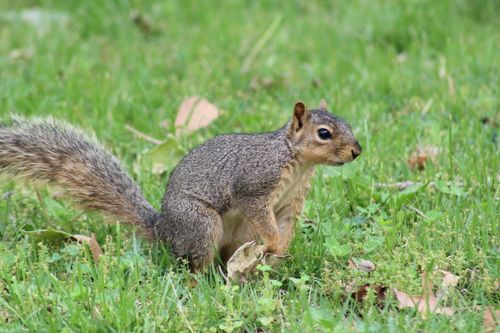 Free Vibrant close-up of a squirrel on a green grassy field, capturing wildlife in nature. Stock Photo