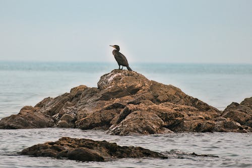 Cormorant on a Rock by the Sea