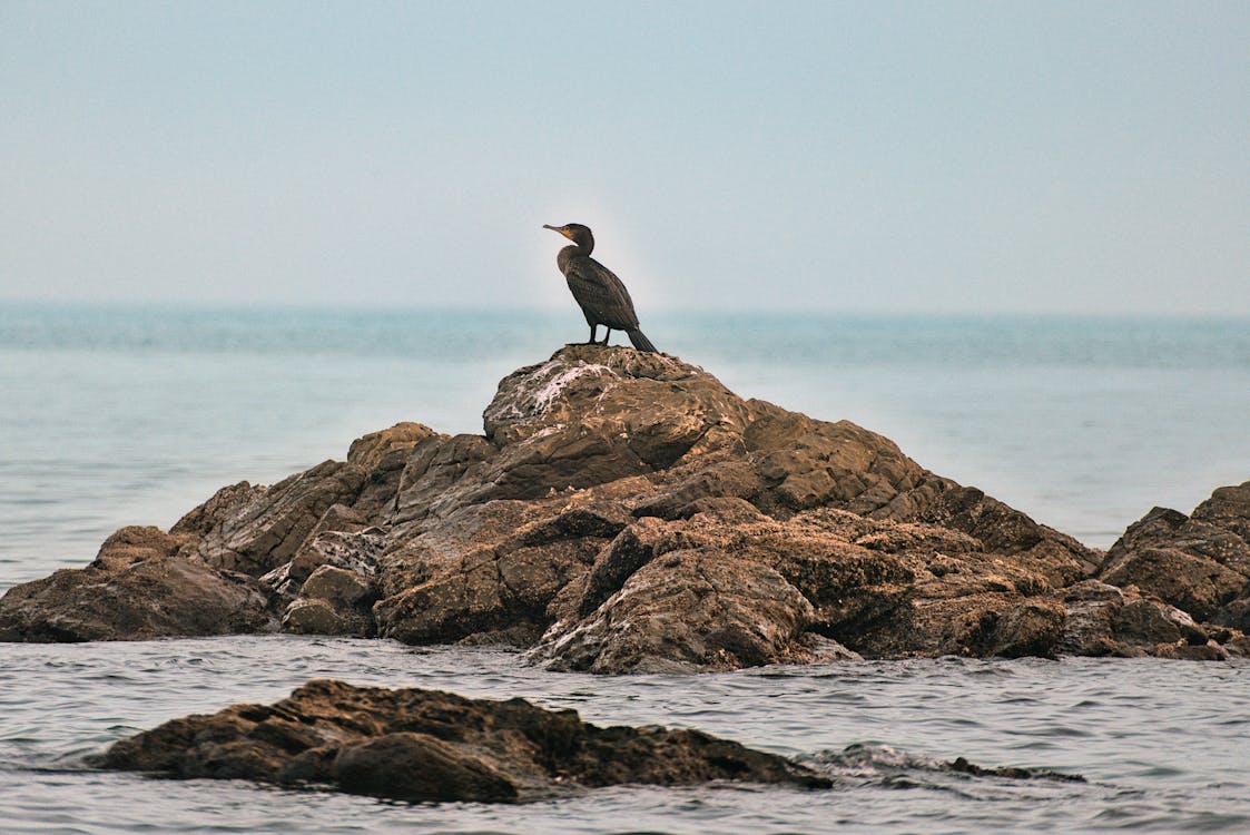 動物の写真, 岩, 岸の無料の写真素材