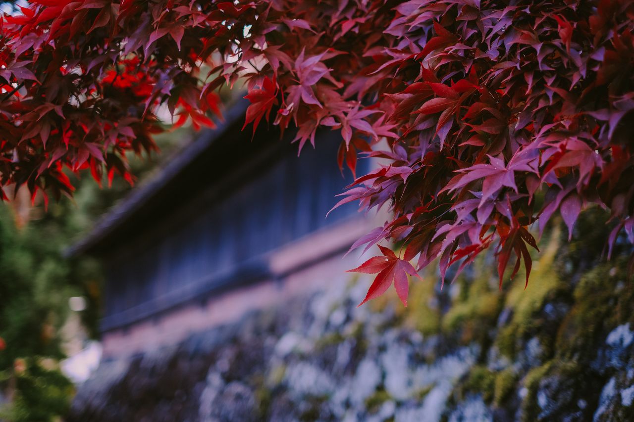 close up of vibrant red maple leaves against a mossy garden wall evoki