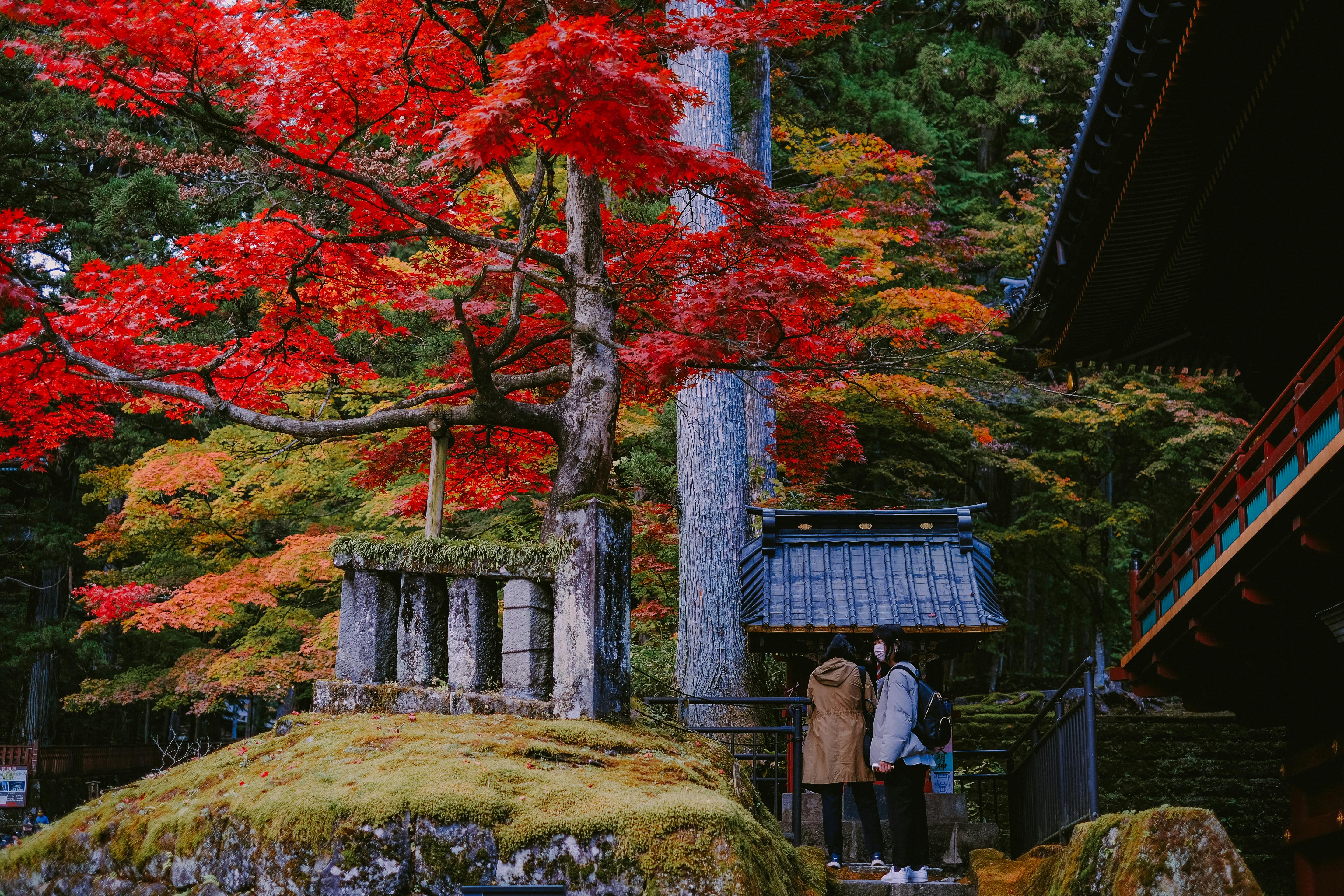Explore a serene temple surrounded by vibrant autumn foliage, perfect for fall travel enthusiasts.