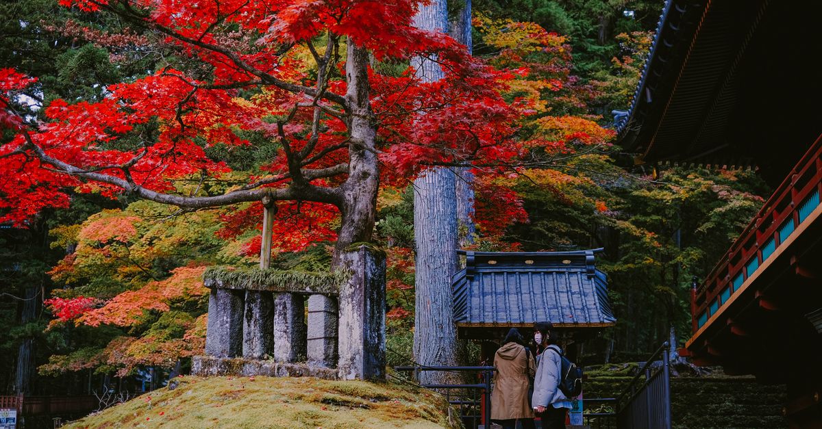 秋季限定!苗場與かぐら的絕美紅葉之旅等你來體驗🍂 秋季限定!苗場與かぐら的絕美紅葉之旅等你來體驗🍂