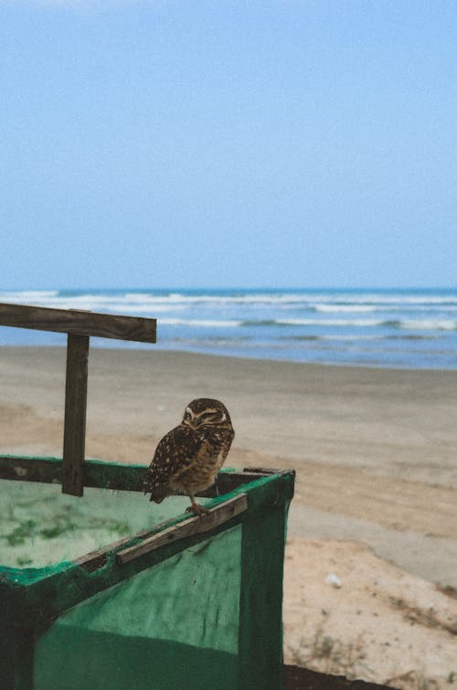 Owl on a Beach