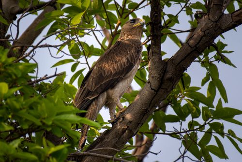 Free A close-up of an eagle perched on a tree branch amidst vibrant green leaves, capturing the essence of wildlife. Stock Photo