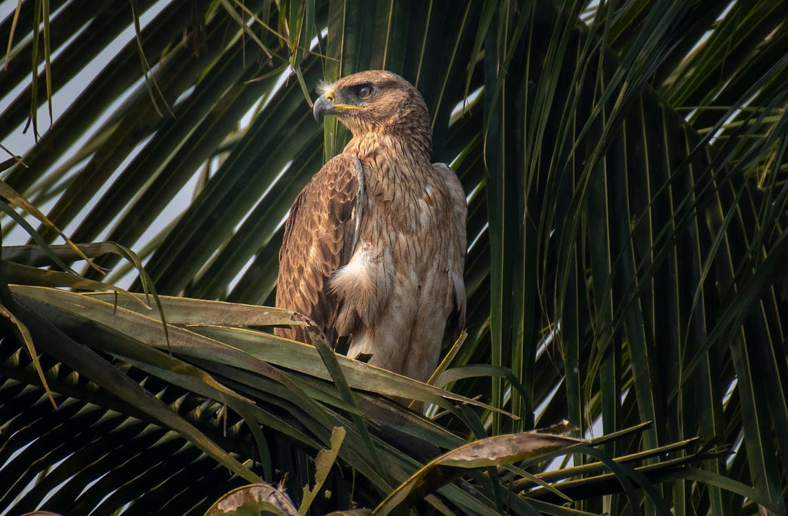 Eagle in Nest 