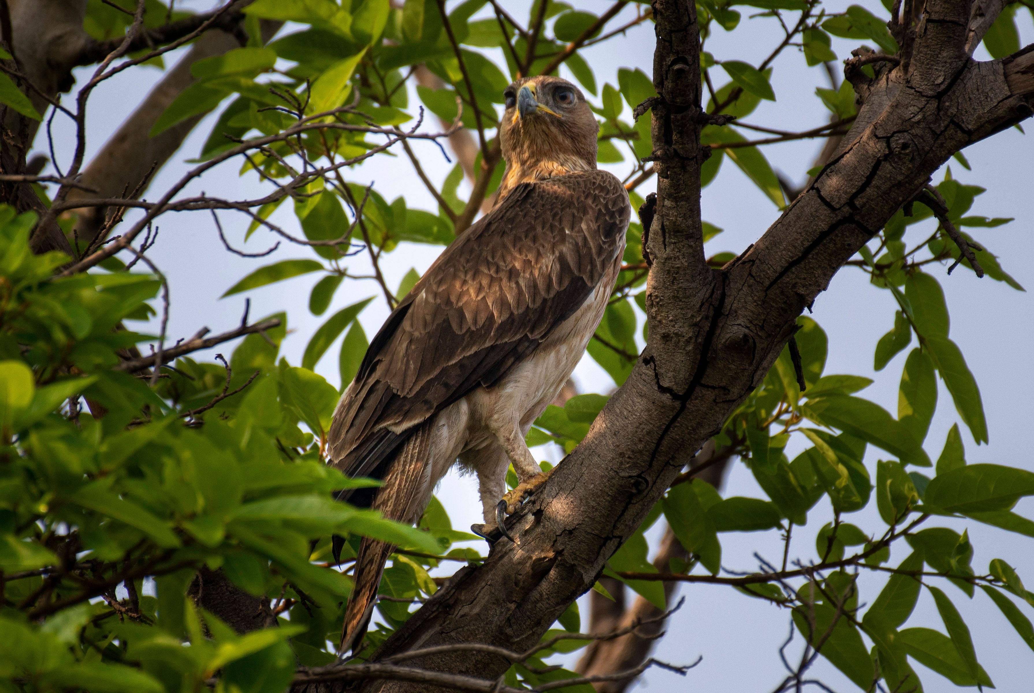 Hawk on Tree · Free Stock Photo