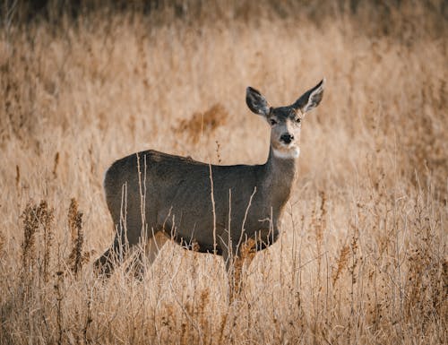 科羅拉多騾鹿母鹿在晨光中