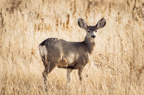 Free A wild mule deer stands amidst the golden grassland of Sedalia, Colorado. Stock Photo