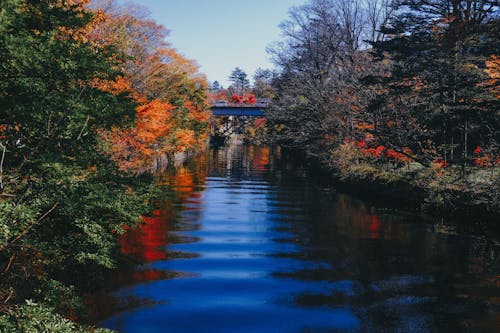 가을, 강, 골드의 무료 스톡 사진