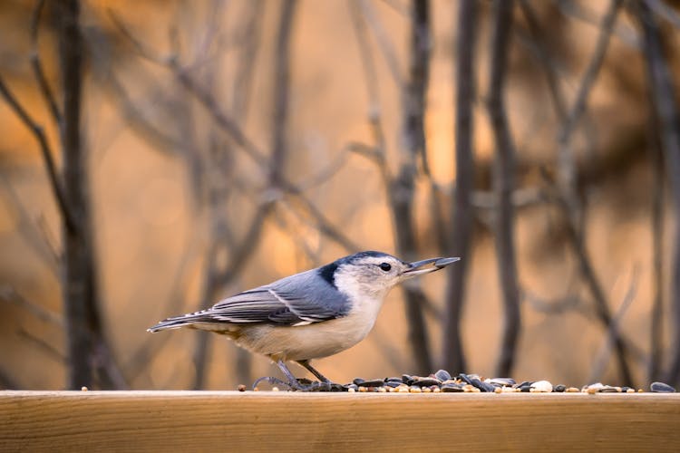 Small Bird With Food