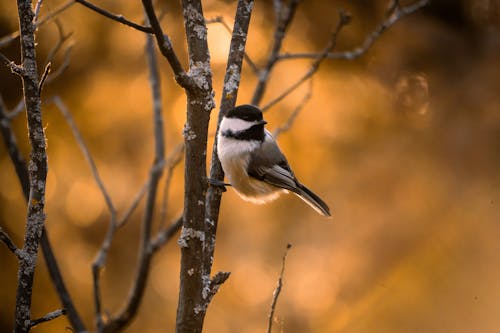 Black-capped Chickadee Bird