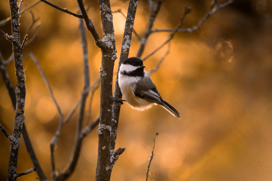 Black-capped Chickadee Bird · Free Stock Photo