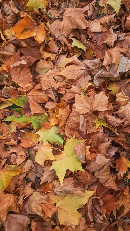 Brown Leaves on Ground