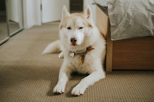 개, 누워있는, 동물 사진의 무료 스톡 사진