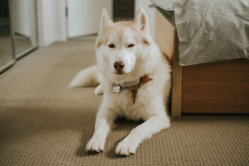 Coco - photo 1