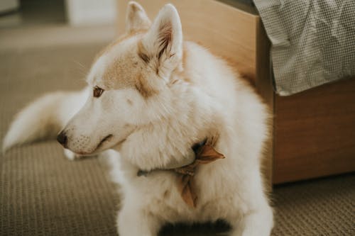 Free White Dog Lying Down Stock Photo