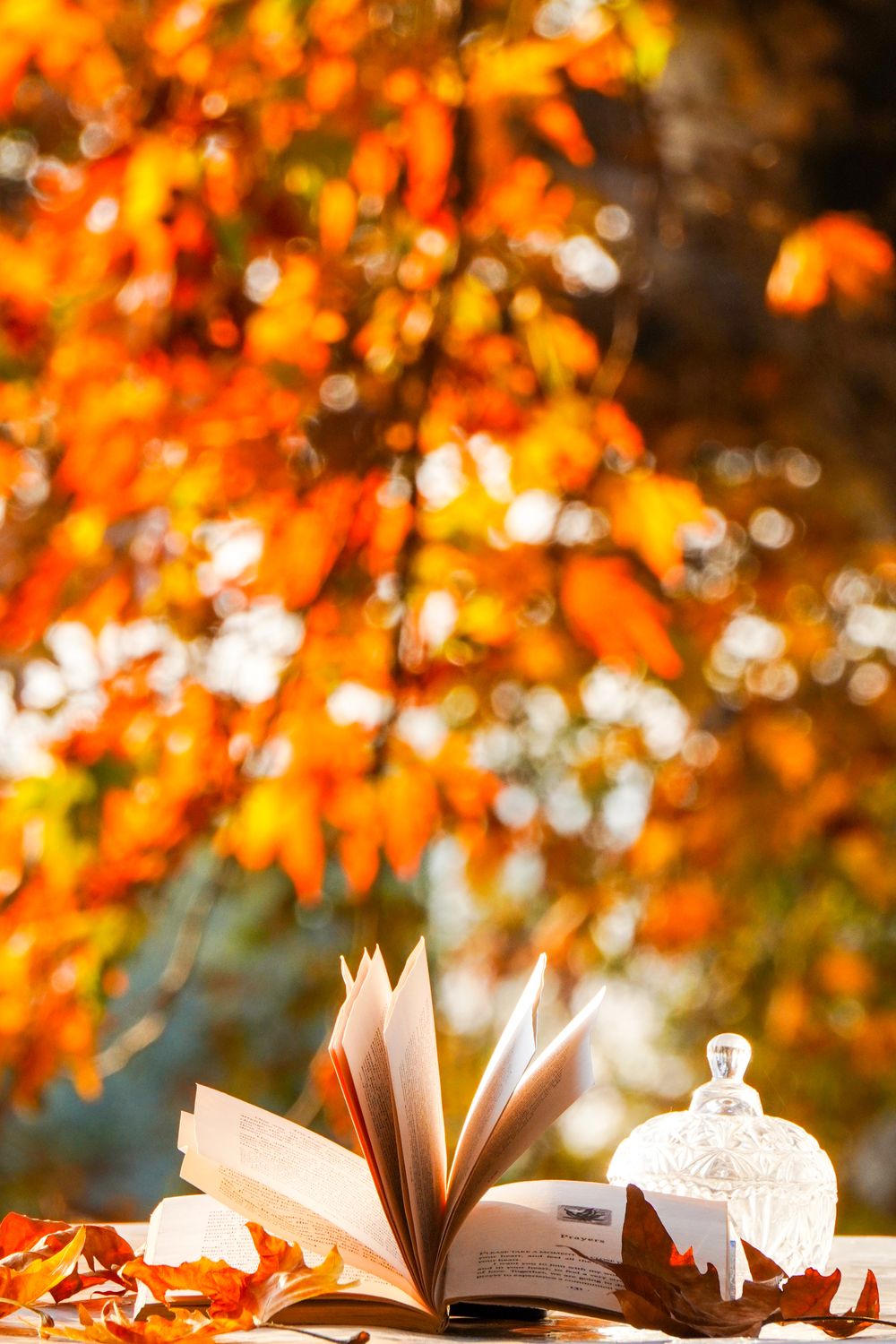 Fall Books Landscape Book in a Forest in Fall · Free Stock Photo