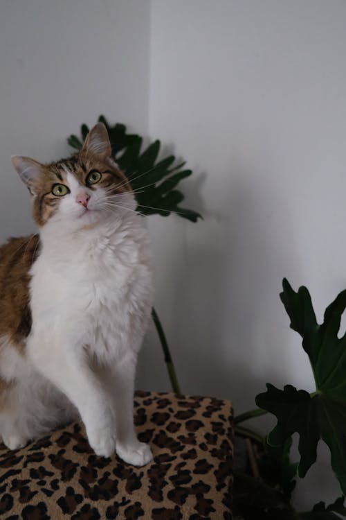 Fluffy Furry Cat in Apartment