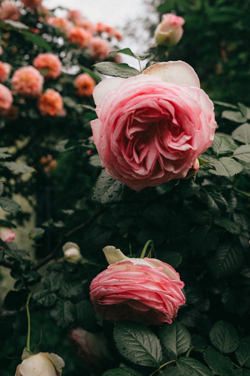 Foto profissional grátis de aumento, decorativo, floração