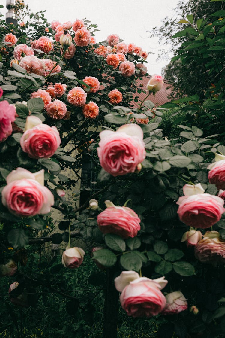 Shrubs Roses In Garden