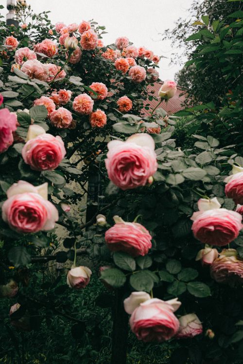 Free Beautiful pink and orange roses bloom in a lush garden, creating a vibrant and serene scene. Stock Photo