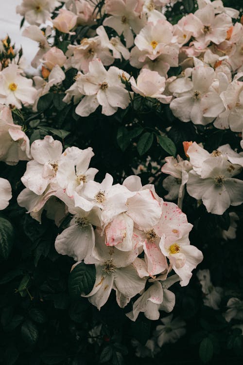 Foto profissional grátis de aumento, floração, flores