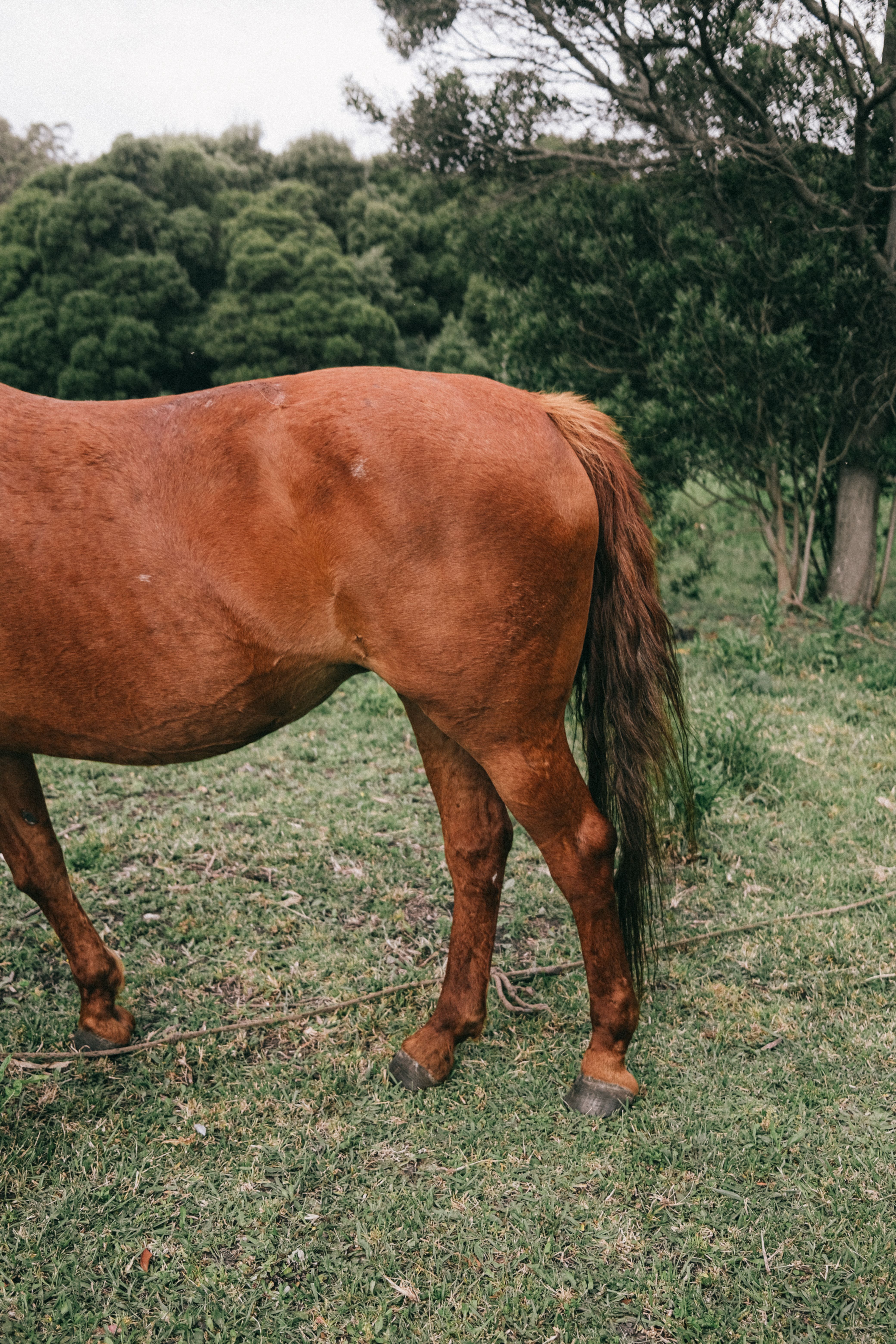 A brown horse in a rural setting surrounded by green grass and trees.