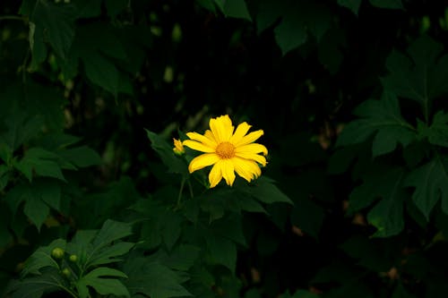 Free Yellow Flower among Leaves Stock Photo