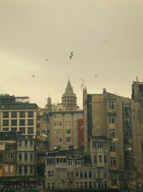 伊斯坦堡, 加拉塔塔, 動物 的 免费素材图片