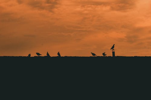 Silhouette of Pigeons on Roof under Yellow Sky at Sunset