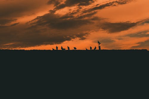 Silhouette of Pigeons on Roof at Sunset