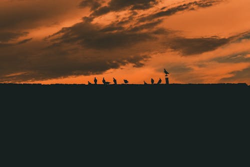 Fotobanka s bezplatnými fotkami na tému holuby, mrak, silueta