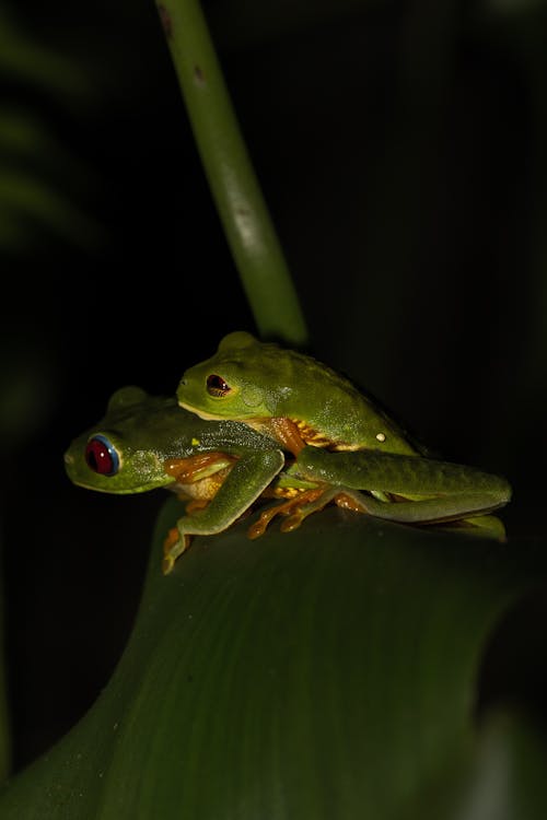 Kostnadsfri bild av blad, djurfotografi, grodor