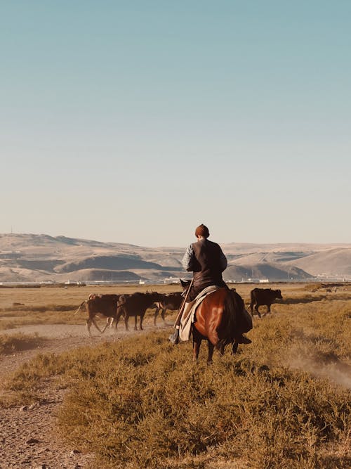 Man Riding Horse behind Cattle Herd