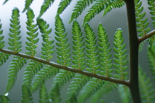 Foto De Close Up De Folhas Verdes