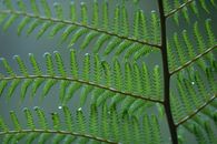 充满活力的户外绿色蕨类植物叶子和露珠的详细特写