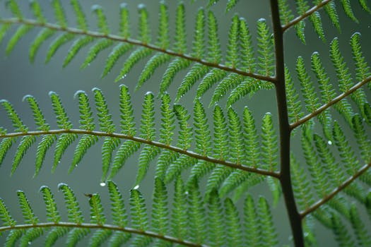 充满活力的户外绿色蕨类植物叶子和露珠的详细特写