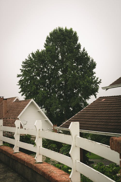 Weißes Und Braunes Haus Nahe Grünem Blattbaum