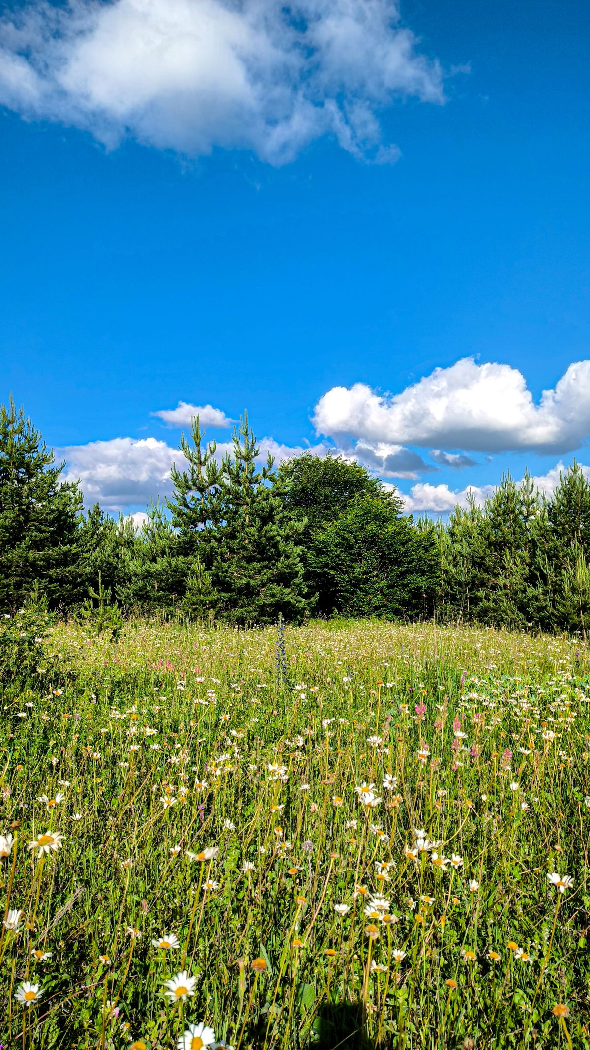 Wilde bloemen in een zonnige wei